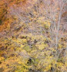 Labirinto Autunnale