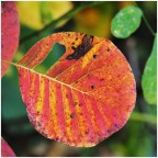 tra le foglie d'autunno tra le foglie d'autunno