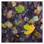 Sottobosco autunnale Sottobosco autunnale