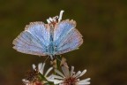 farfalla vissuta.. farfalla vissuta..
