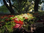 �...autunno