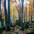 Il bosco delle fate 2 Il bosco delle fate 2