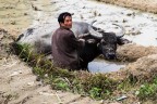 Yunnan, Cina 2019. Il duro lavoro nelle risaie