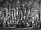 Canfaito (MC) - Ottobre 2019
Ilford SFX 200