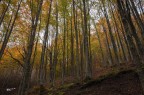 Foliage d'autunno..