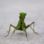 Mantide religiosa Mantide religiosa