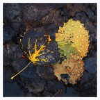 Piove nel bosco d'autunno Piove nel bosco d'autunno