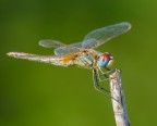 Libellula Libellula