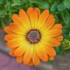 OSTEOSPERMUM OSTEOSPERMUM