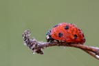 La coccinella