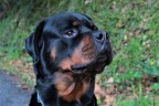 Rottweiler Rottweiler