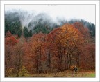 alberi come pennelli  per disegnare la nebbia che scende...