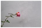 Rosa novembrina
