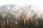 La nebbia nel bosco La nebbia nel bosco