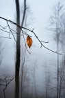 Nel Bosco 2