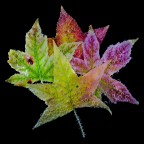 Autumn colors Autumn colors