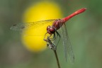 Sympetrum sanguineum Sympetrum sanguineum