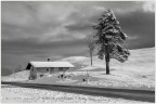 Neve