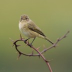 ..luì piccolo.. ..luì piccolo..