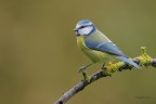 Cinciarella_DSC3736