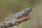 Cicala Cicala