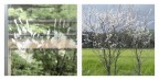 e verrà anche la primavera e verrà anche la primavera