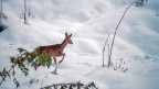 Capriolo sulla neve Capriolo sulla neve