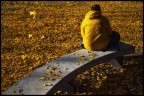 metamorfosi di una foglia