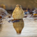 ..luì piccolo.. ..luì piccolo..