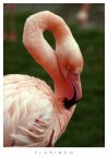 Flamingo Flamingo