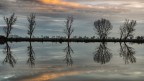 Riflessi. Padule di Caccialupi. 1 Riflessi. Padule di Caccialupi. 1
