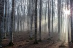 Suggerimenti e critiche sempre ben accetti
Bosco del Cansiglio (BL)