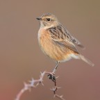 Saltimpalo F. Saltimpalo F.