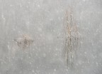 Impressioni Invernali Impressioni Invernali