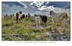 italy sheep... italy sheep...