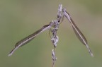 I coniugi Fusca I coniugi Fusca