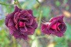 Le rose del mio giardino Le rose del mio giardino