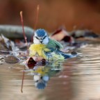 ..cinciarella a mollo.. ..cinciarella a mollo..