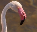 Fenicottero rosa Fenicottero rosa