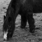 Inverno equino