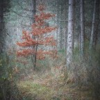 Little oak Little oak