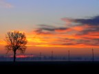 alba lombarda