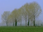 filare