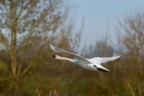 Cigno reale