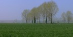 Fallavecchia (mi) parco del ticino