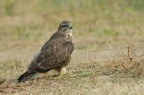Poiana (Buteo buteo) Poiana (Buteo buteo)