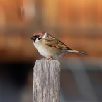 Passera mattugia Passera mattugia