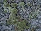 Brinata su lichene Brinata su lichene