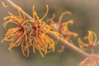 Hamamelis intermedia "Jelena" Hamamelis intermedia "Jelena"