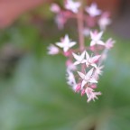 Fiorellini Fiorellini